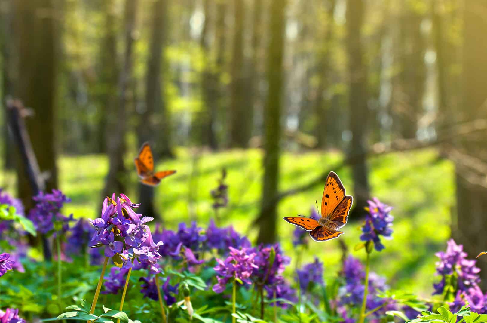 waldgeschichten-bidodiversitaet-im-wald-schmetterling-im-wald