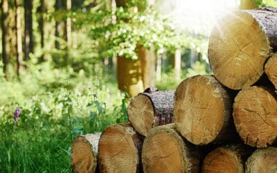 Welche Rolle spielt die Holzernte im Kohlenstoffkreislauf?