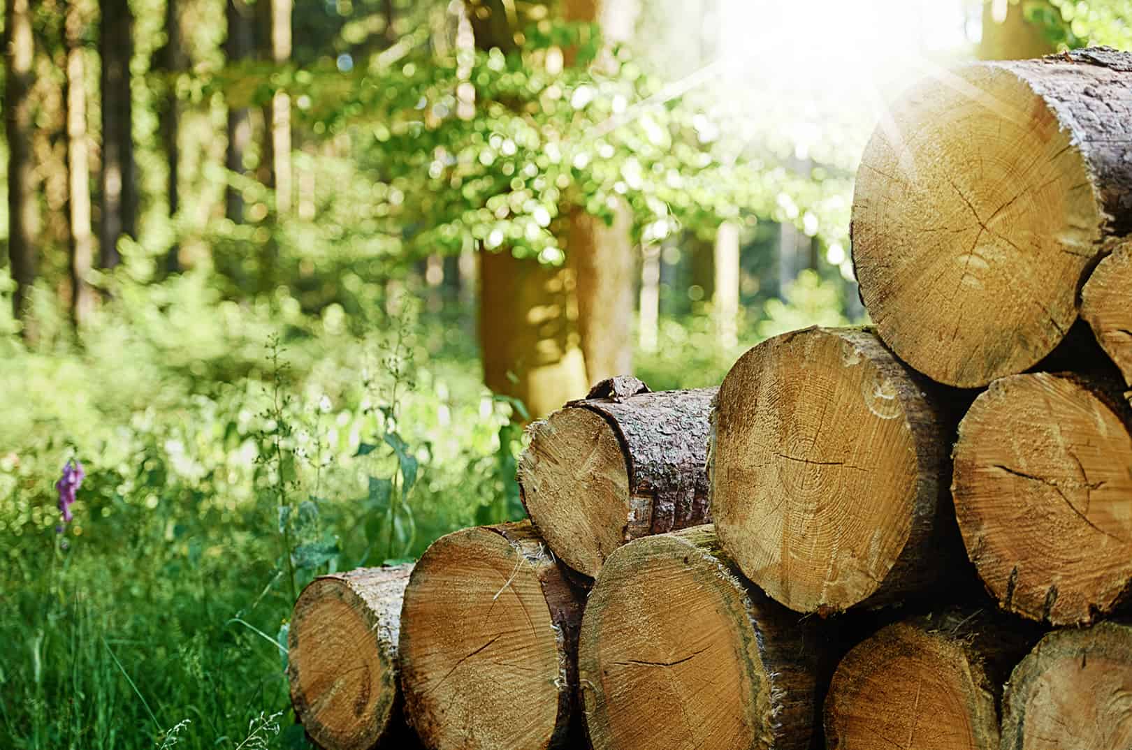 waldgeschichten-klimaerwaermung-wald-waldbewirtschaftung-baumstamm-holz-stappel-holzernte-kohlenstoffkreislauf