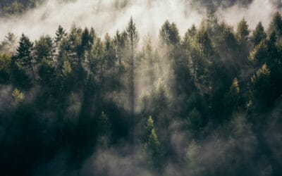 waldgeschichten-kohlenstoffsenken-NETs-wald-nebel