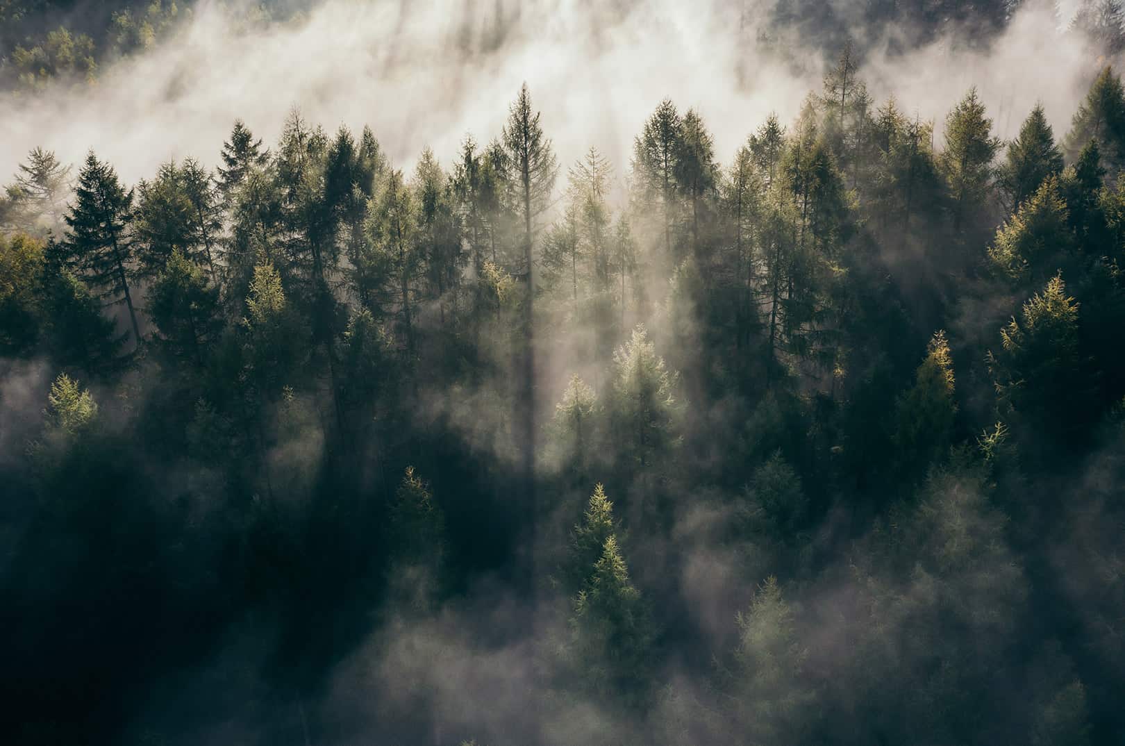 waldgeschichten-kohlenstoffsenken-NETs-wald-nebel