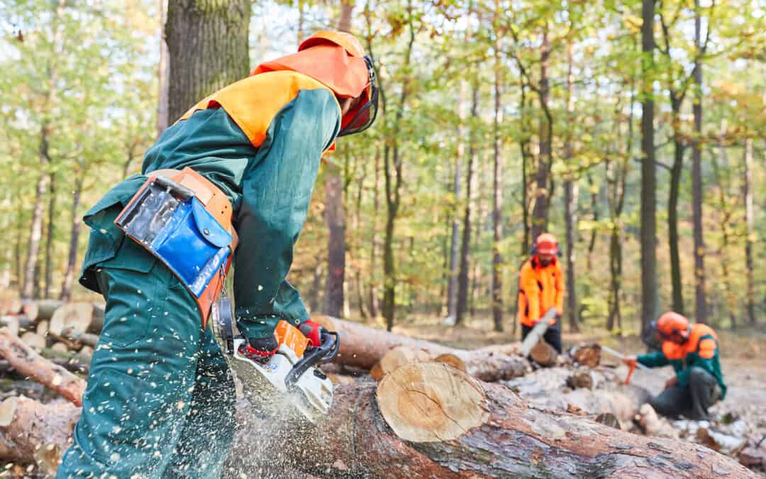 Neue Studie zur Ökonomischen Bedeutung der europäischen Forst- und Holzwirtschaft