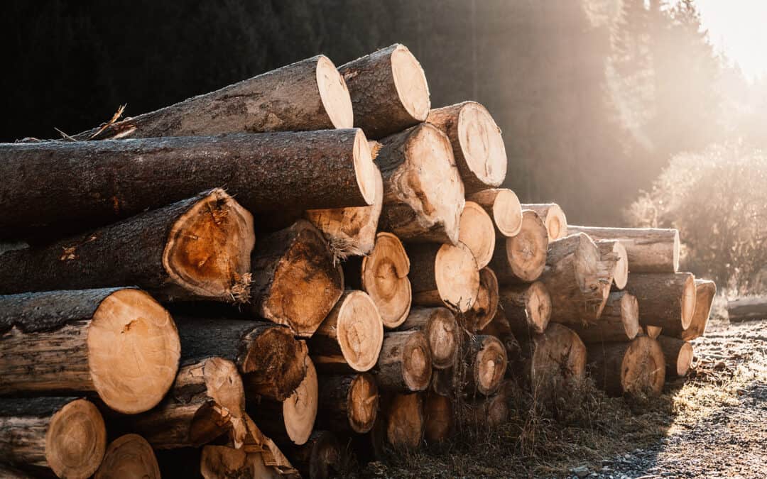 Die Rolle der Holzernte im Kohlenstoffkreislauf