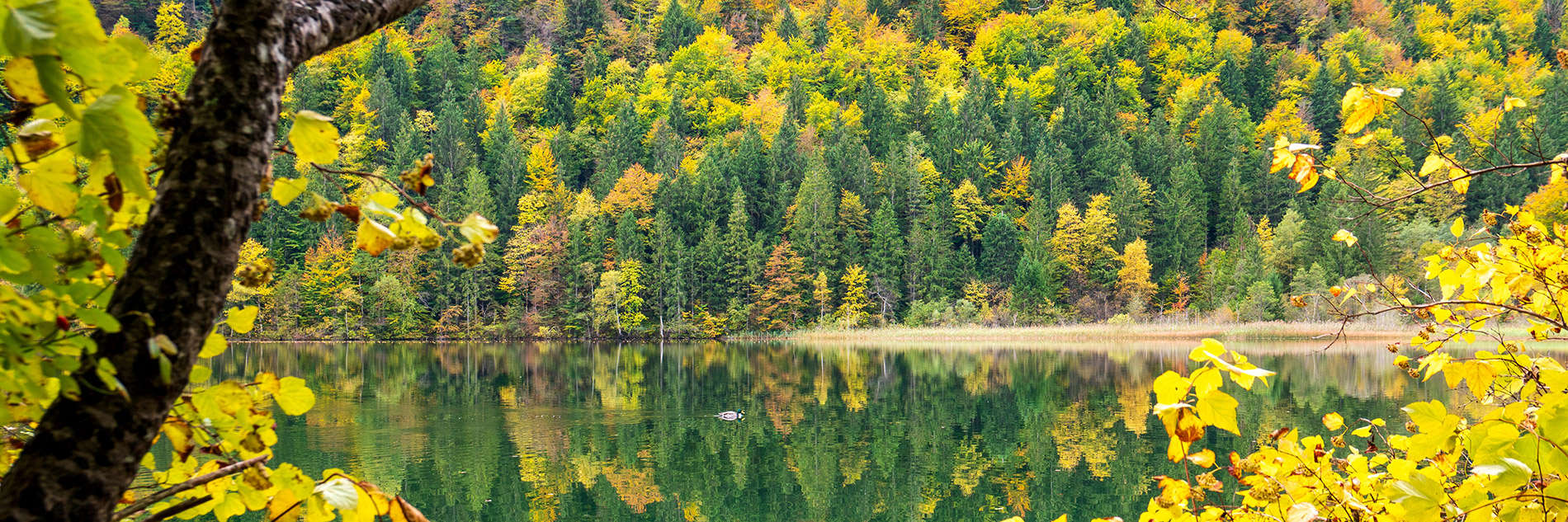 waldgeschichten-wald-fuer-alle-klimaschuetzer-wald-mischwald-im-herbst