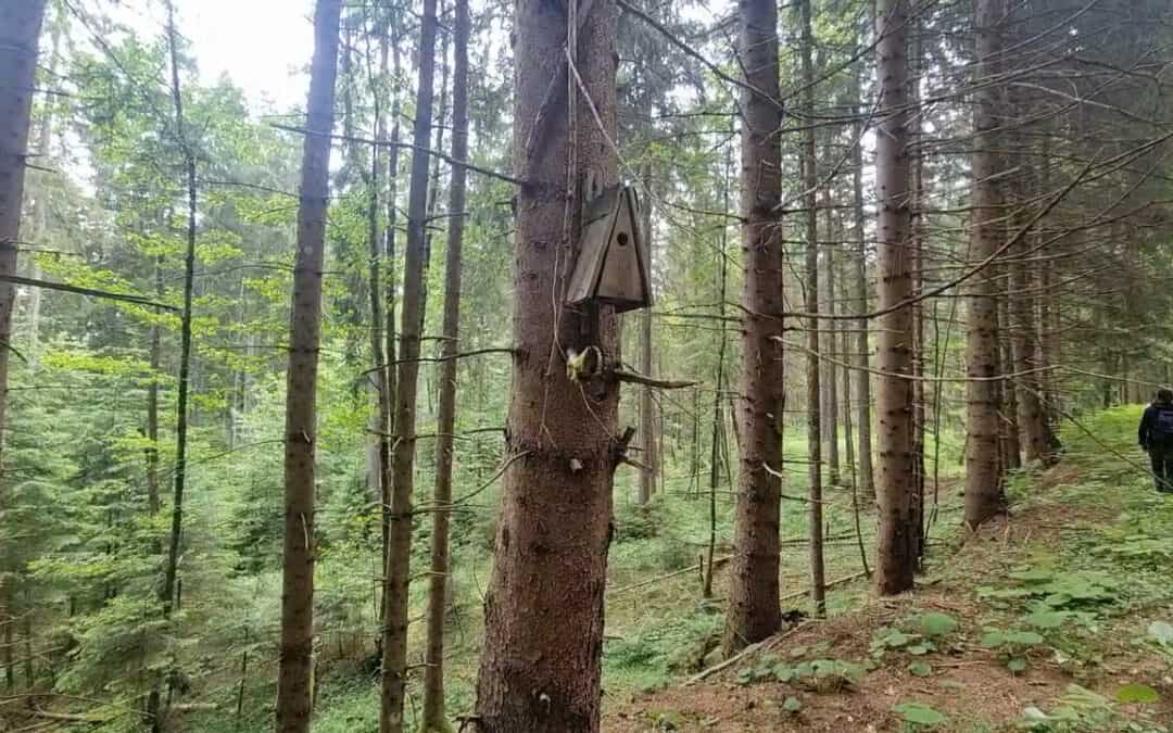 Nistkästen – eine Bereicherung für die Biodiversität im Wald