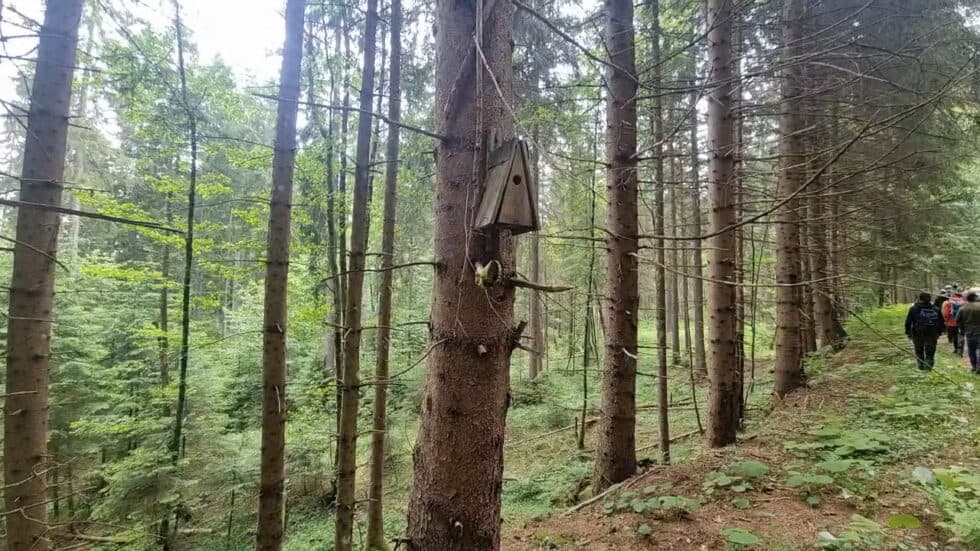 waldgeschichten-nistkaesten-fuer-die-biodiversitaet-im-wald-erklaert