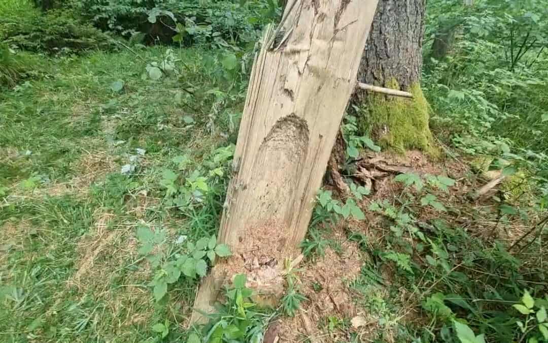 Ein nicht alltäglicher Blick – eine Spechthöhle von innen