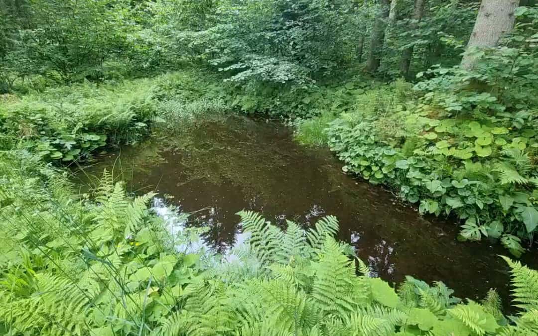 Wasserstellen sind wichtige Lebensräume im Wald