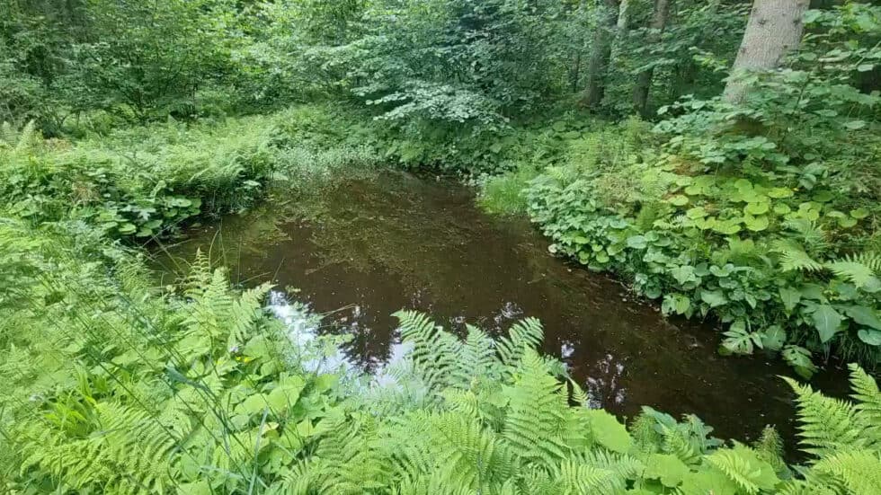 waldgeschichten-app-wald-video-lebensraeume-im-wald-erklaert-wasserstellen