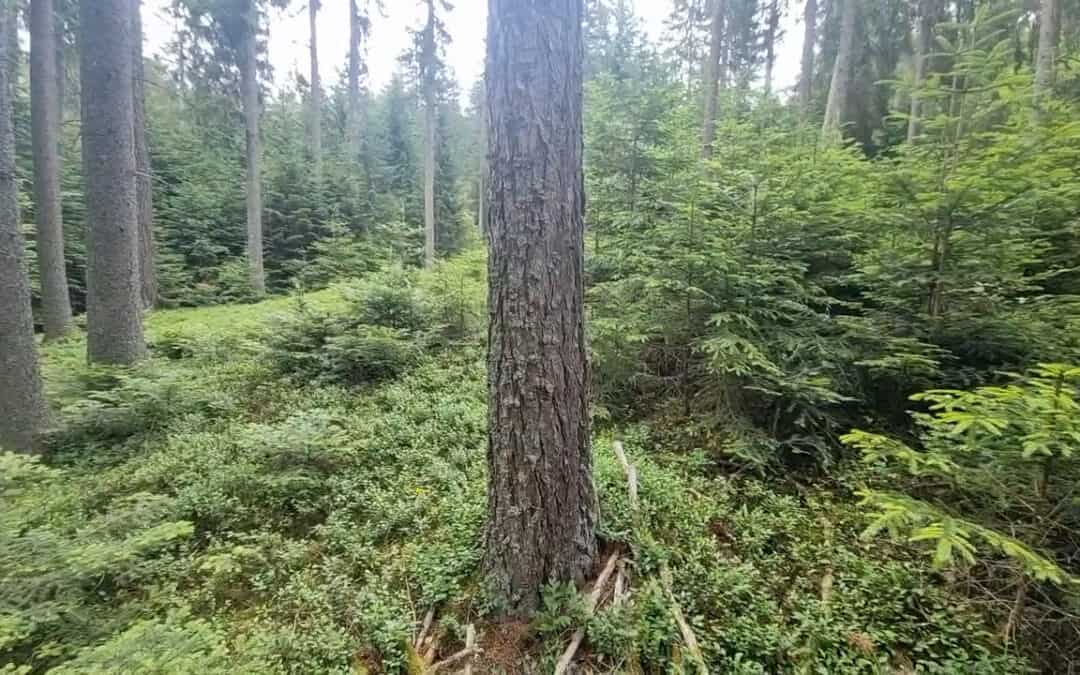 Die Bewirtschaftung vom Wald ist immer ein Spiel mit dem Licht