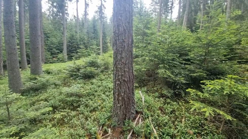 waldgeschichten-bewirtschaftung-vom-wald-spiel-mit-dem-licht-erklaert