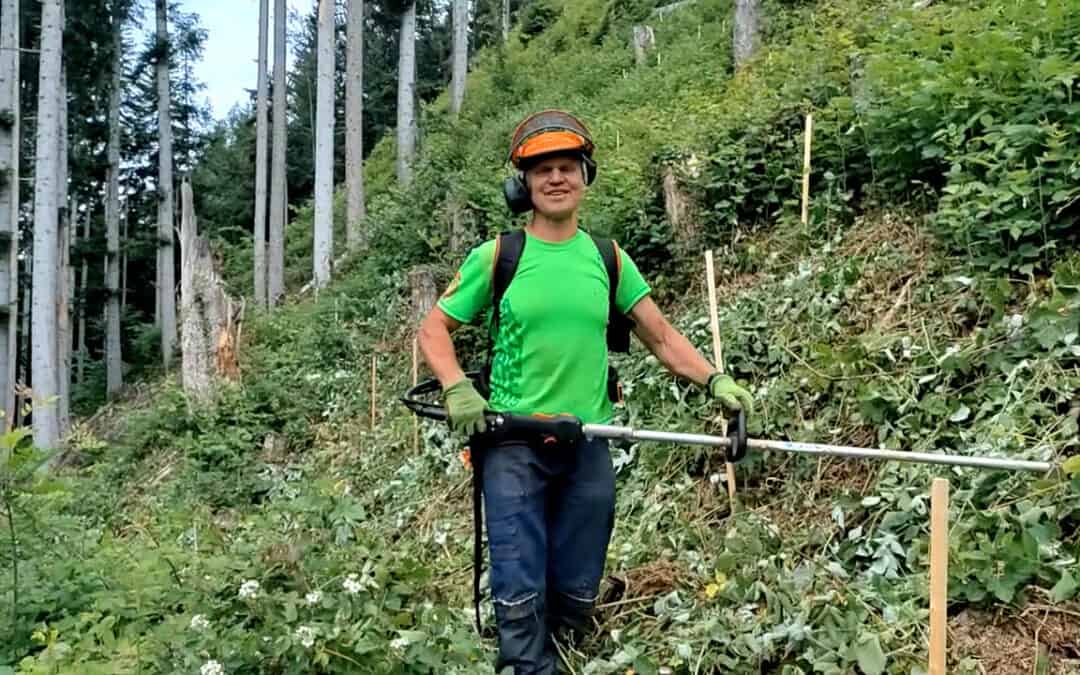 Günters Pflegemaßnahmen im Wald helfen den Bäumen beim Wachsen