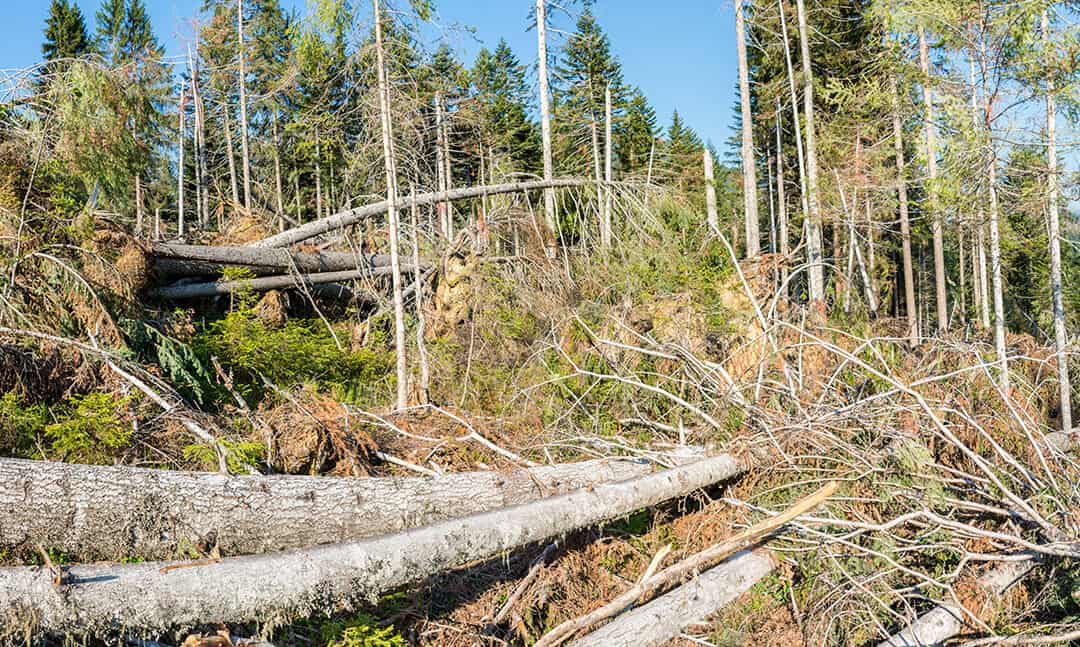 Wald in Gefahr – Bedrohungen für den Wald in Österreich