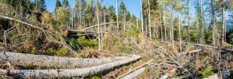 waldgeschichten-wald-in-gefahr-bedrohungen-fuer-den-wald-waldschaeden