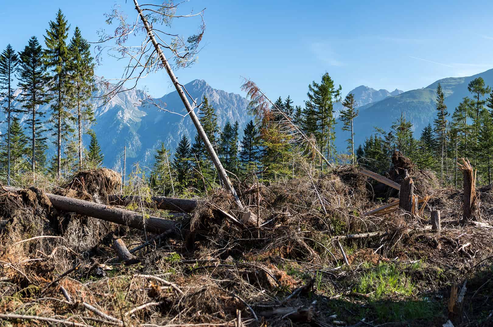 waldgeschichten-artikel-ausflugstipps-in-kaernten-foto-panorama-woerthersee