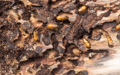 waldgeschichten-gefahren-fuer-den-wald-waldschaedling-borkenkaefer