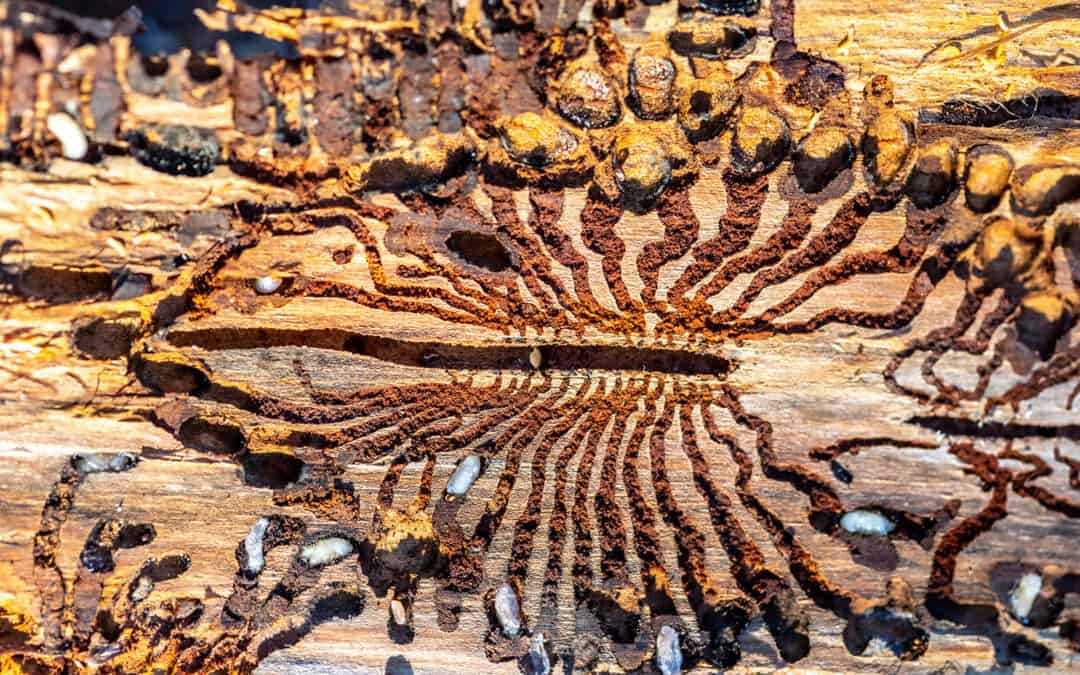 Waldschädling Borkenkäfer – Gefahr für den Wald