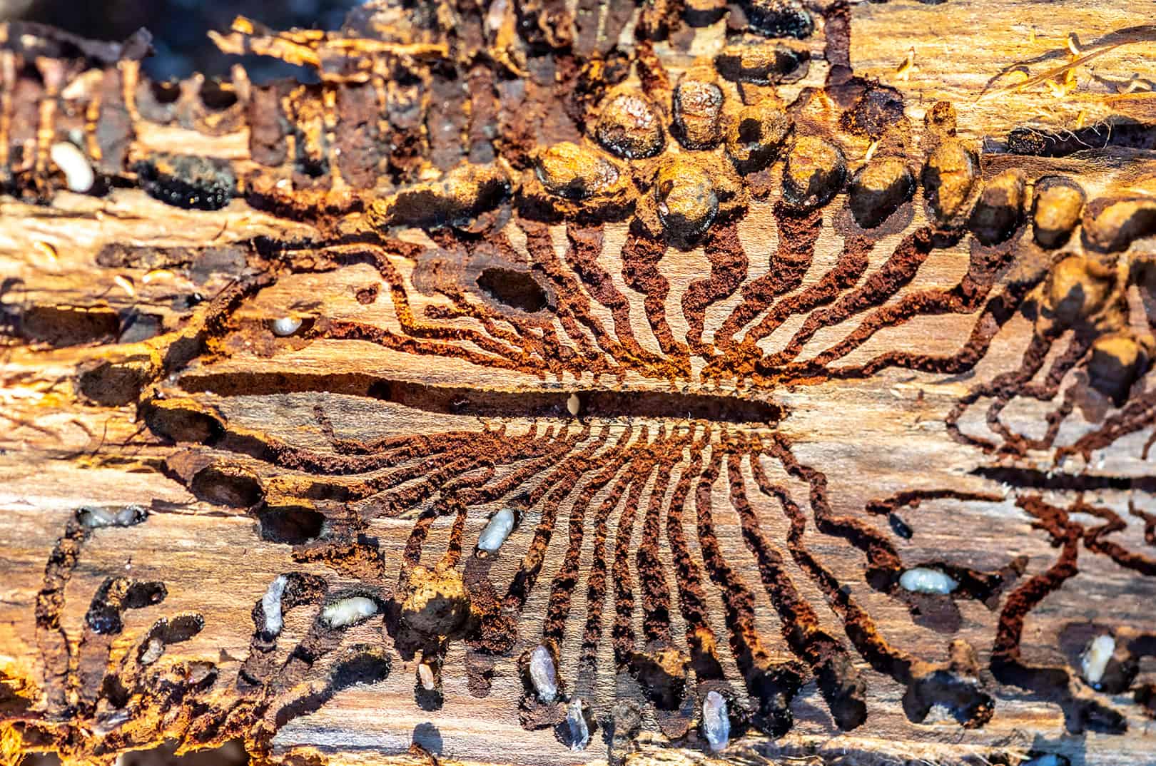 waldgeschichten-holz-ist-erneuerbar-holzstapel-wald
