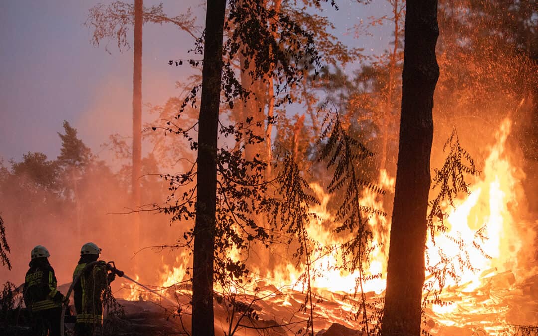 Erhöhte Gefahr für Waldbrände in Österreich