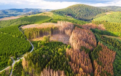 Waldschäden durch Borkenkäfer steigen