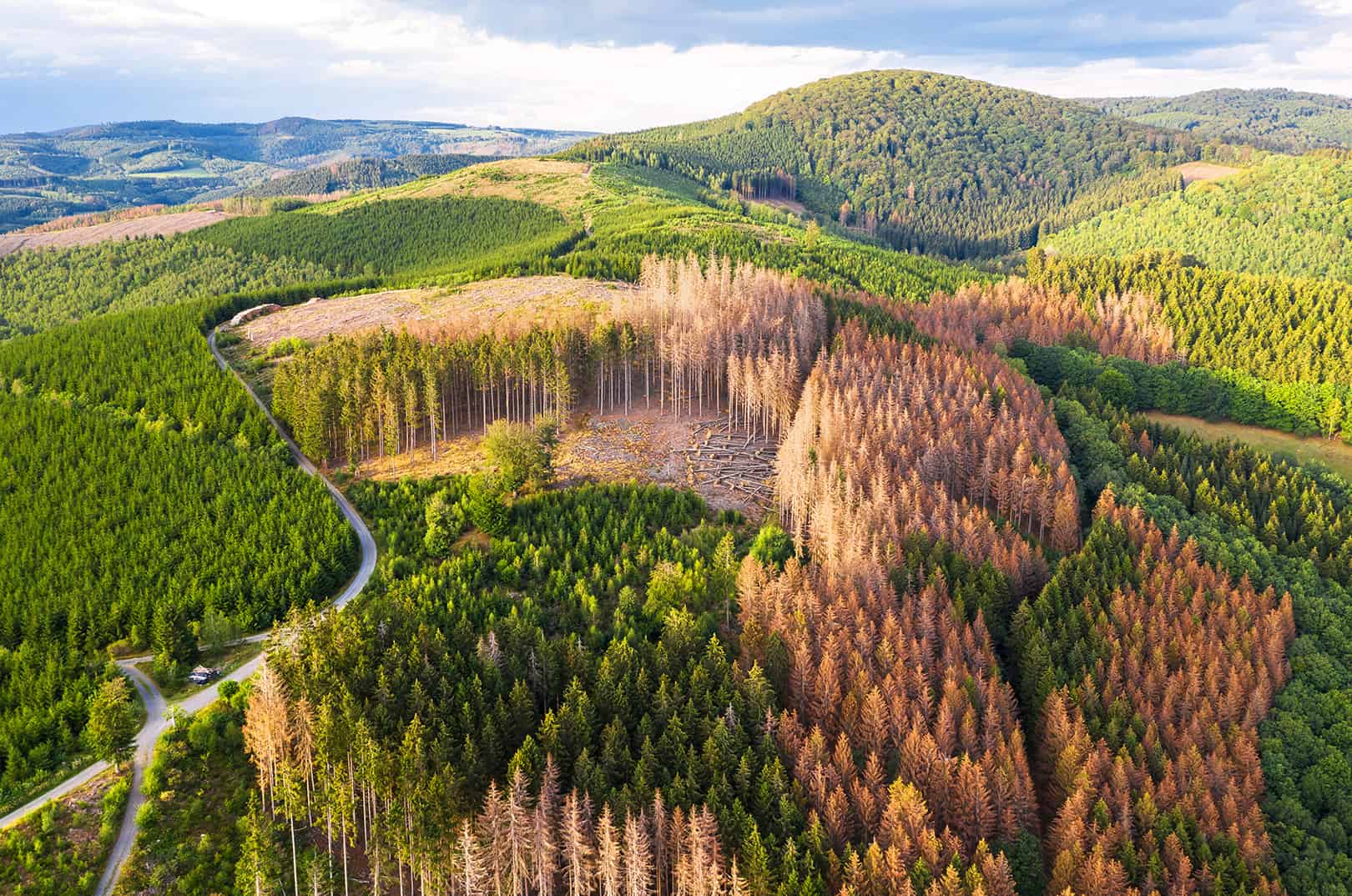 waldgeschichten-gefahren-fuer-den-wald-waldschaedling-borkenkaefer-befallene-baeume-abgestorben-panorama