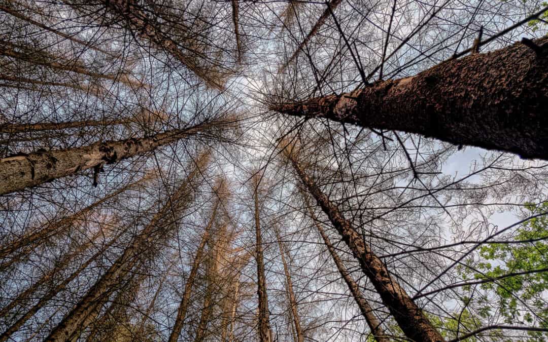 Bedrohungen für den Wald in Österreich