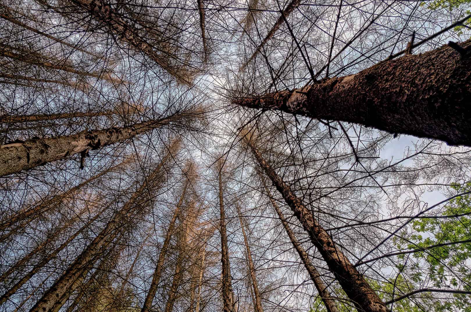 bedrohungen-fuer-den-wald-waldgeschichten