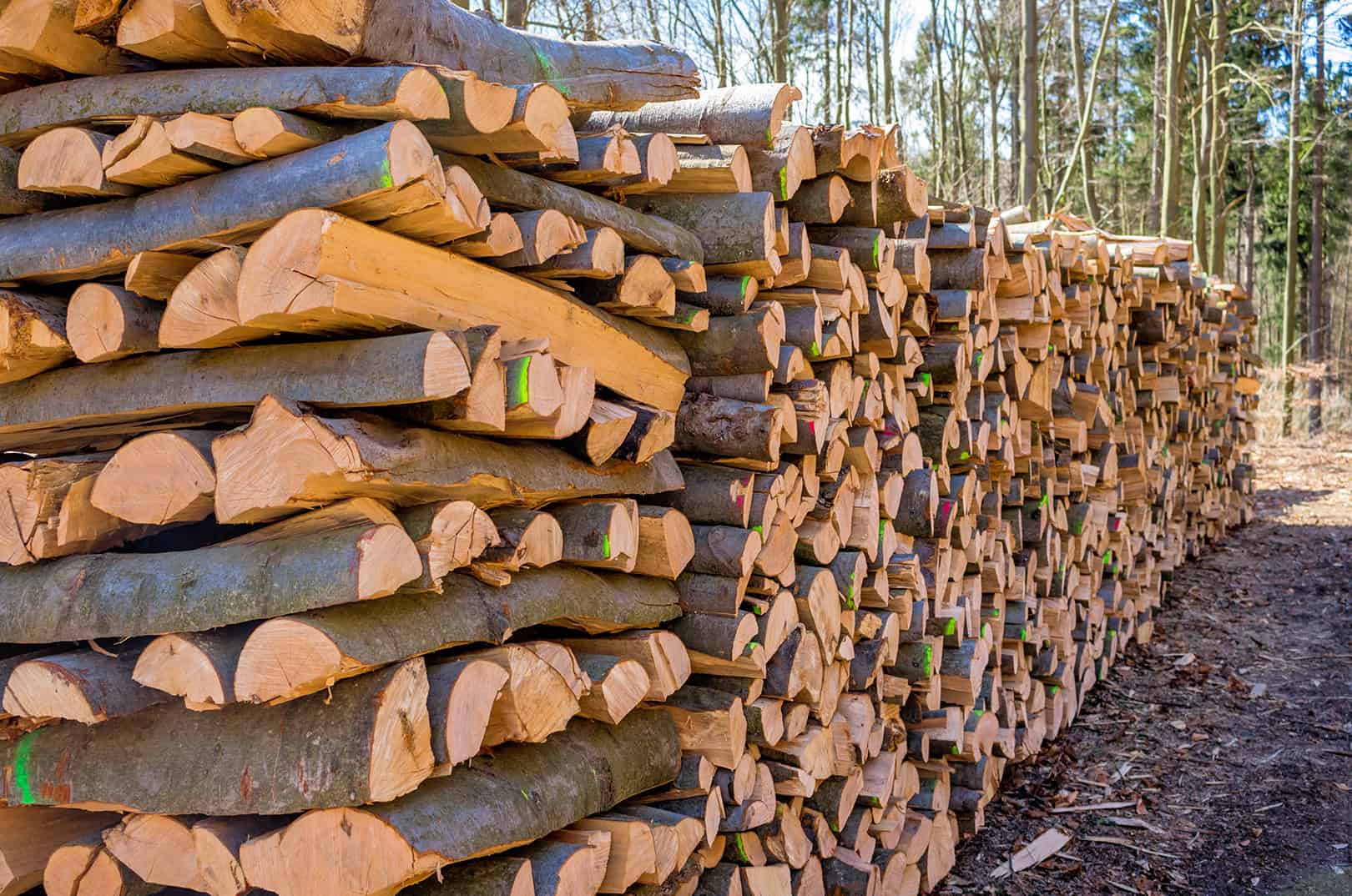 waldgeschichten-negative-emissionen-bioenergie-holz-stapel-im-wald-brennholz-stapel