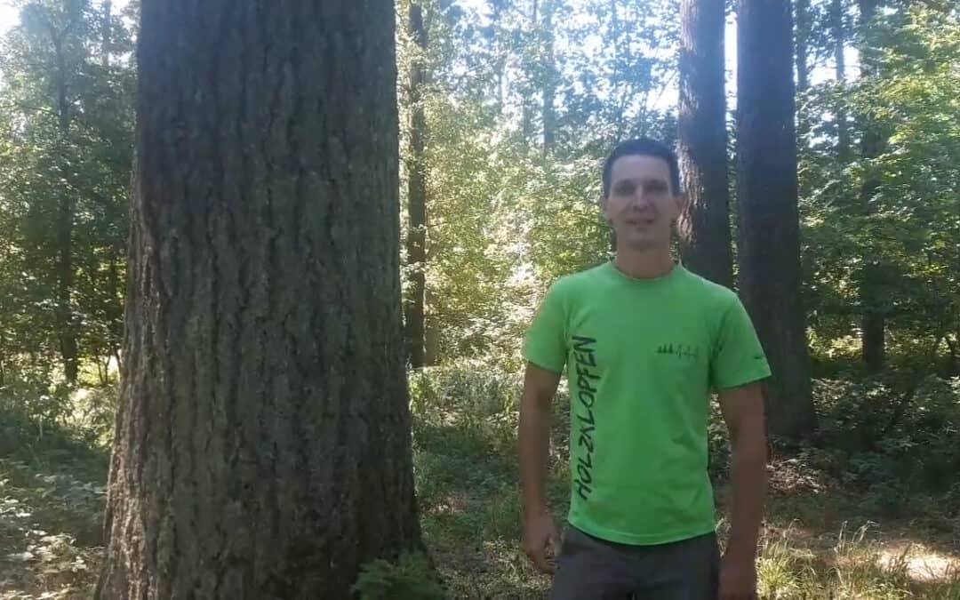 Douglasie als Alternative für die Fichte