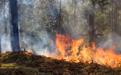 Erhöhte Waldbrandgefahr wegen Trockenheit