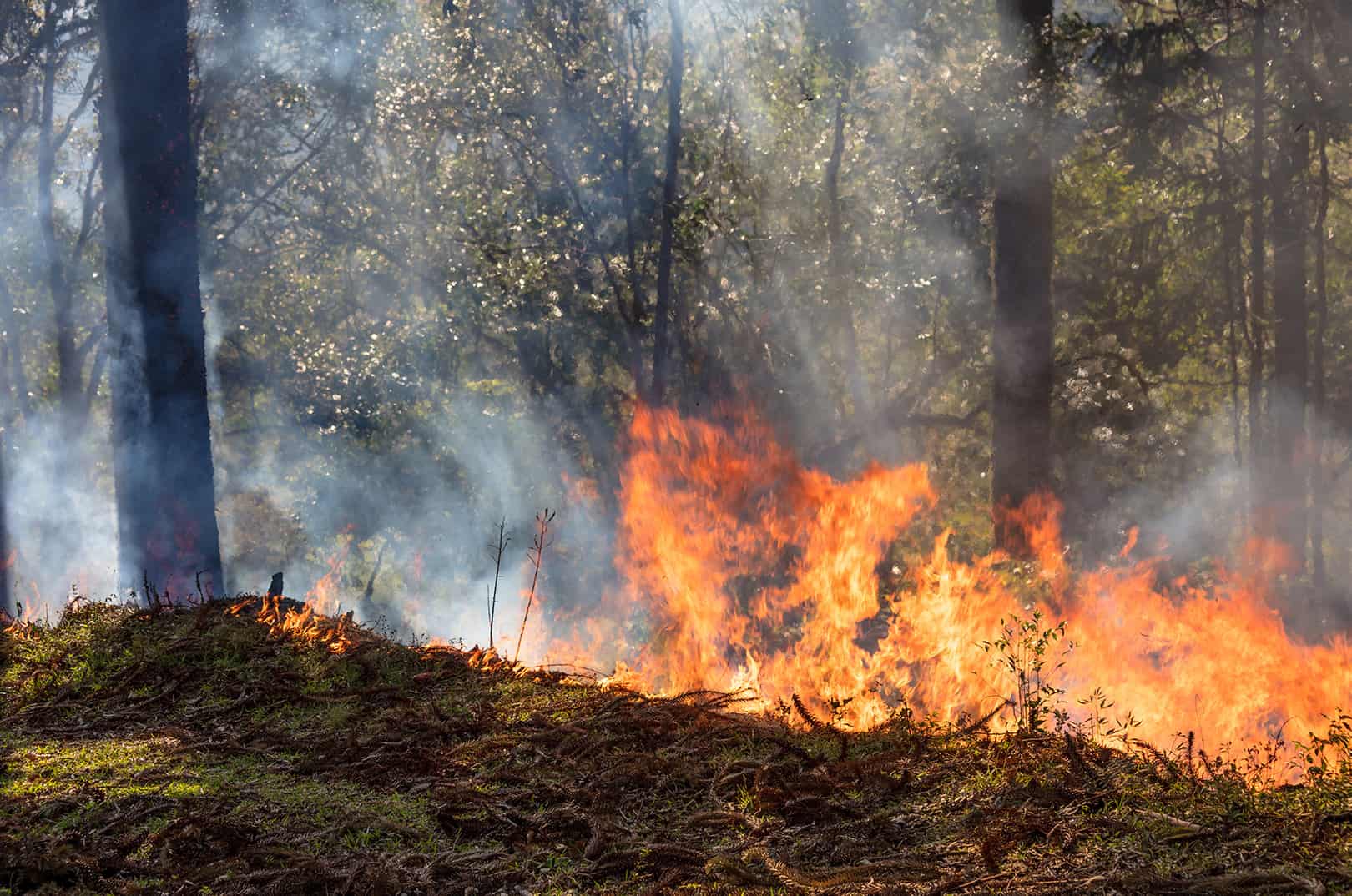 waldgeschichten-feuer-im-wald-gefahr-waldbrandgefahr