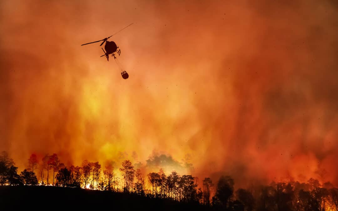Waldbrände – eine beängstigende Naturgewalt mit enormen Auswirkungen