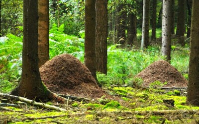 waldgeschichten-tiere-im-wald-ameisen-im-wald-waldameisen-huegel