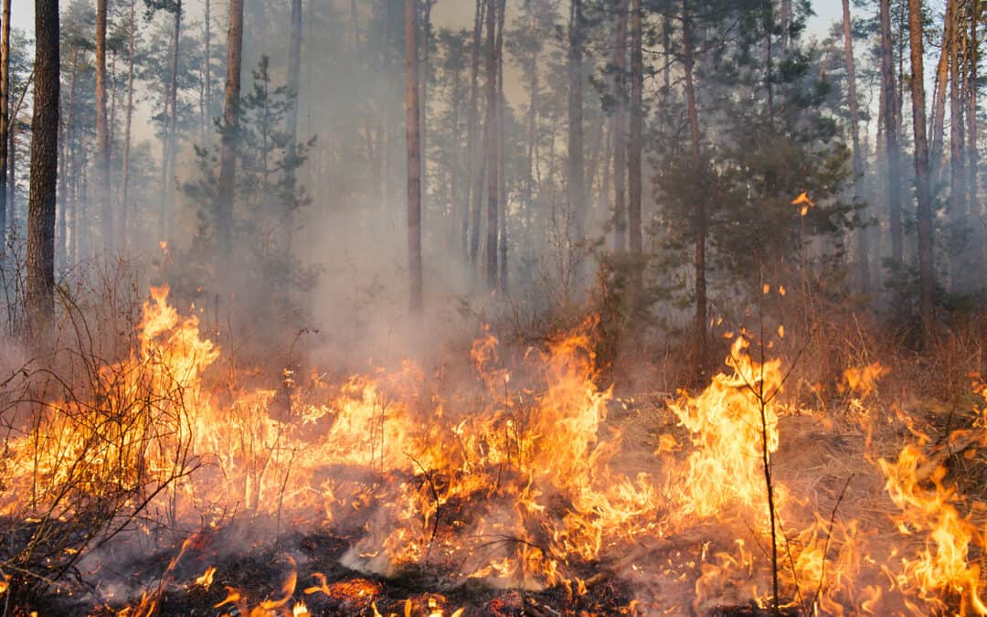 Waldbrand – Gefahr für den Wald