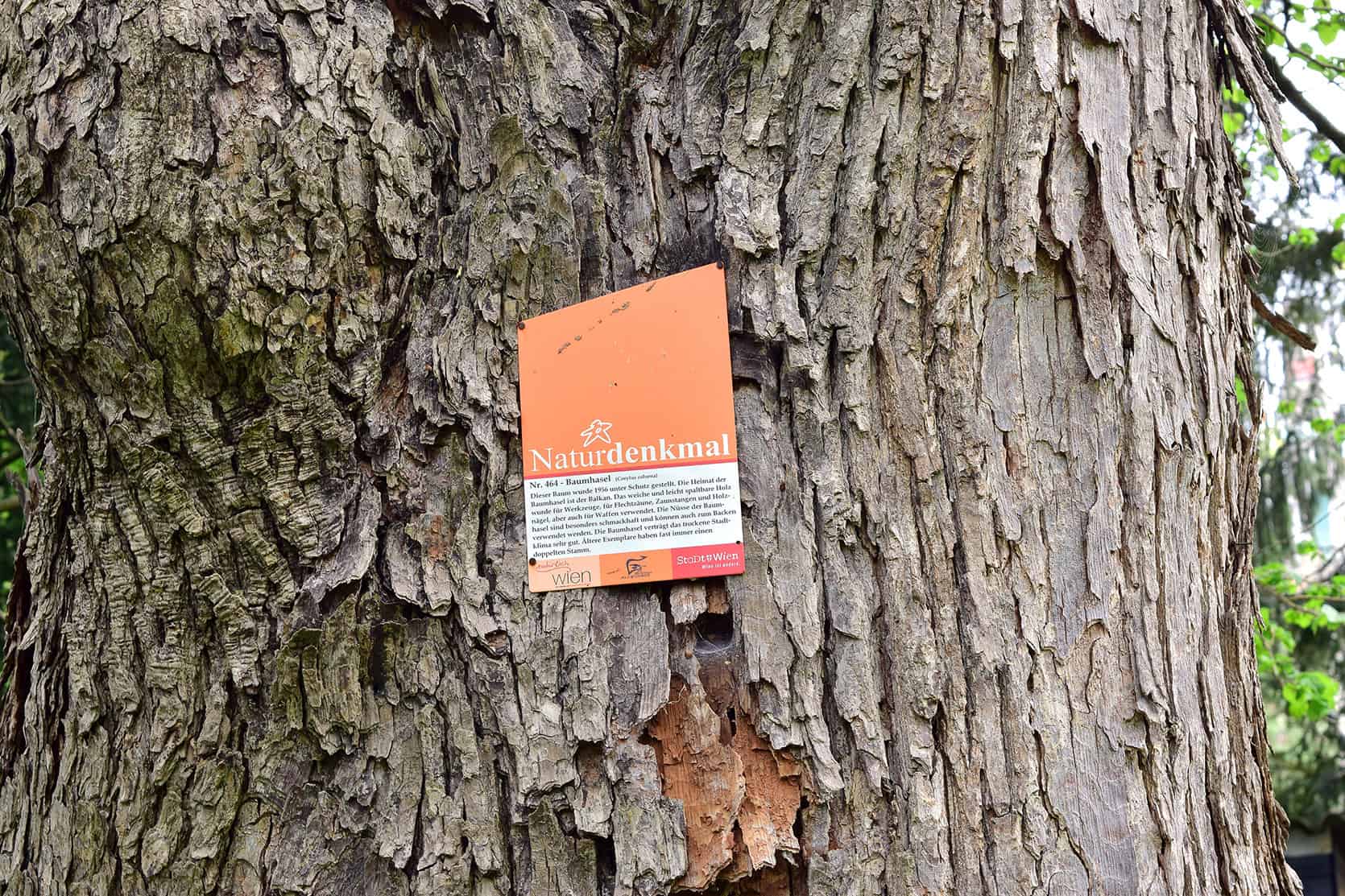 waldgeschichten-wien-hietzing-baum-naturdenkmal-464-baumhasel-c-wikimedia-org