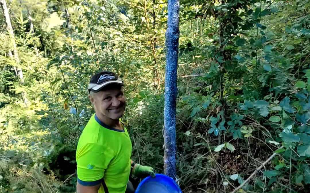 Günter erzeugt durch die Astung einer Douglasie wertvolles Holz