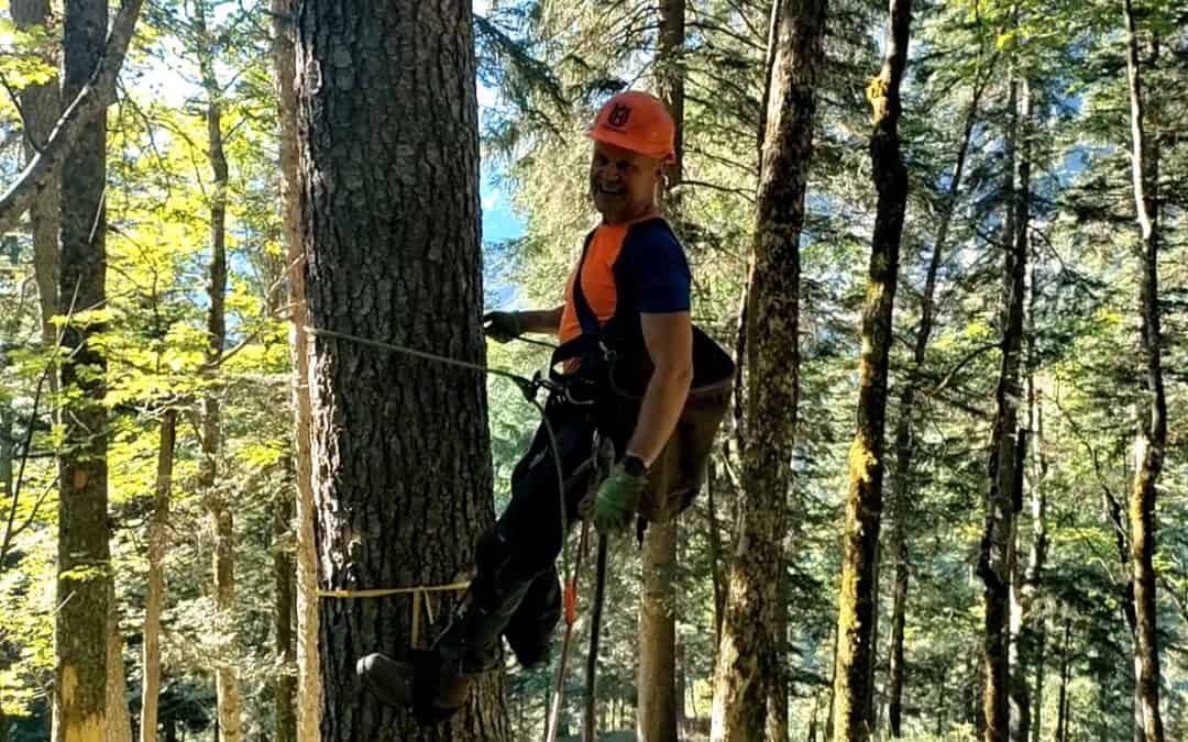 Günter bei der Tannenzapfen-Ernte