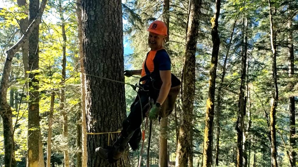 waldgeschichten-video-wald-app-guenter-erntet-tannenzapfen