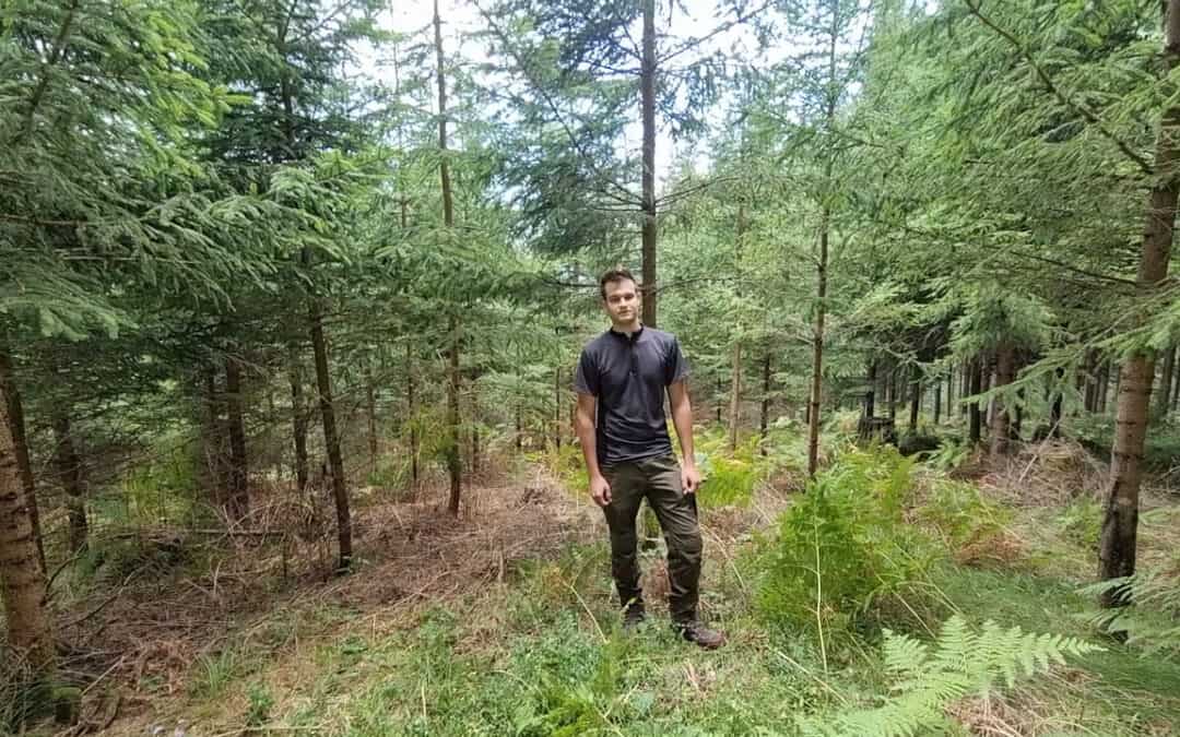 Die Dickungspflege bringt Licht und Platz für die Krone