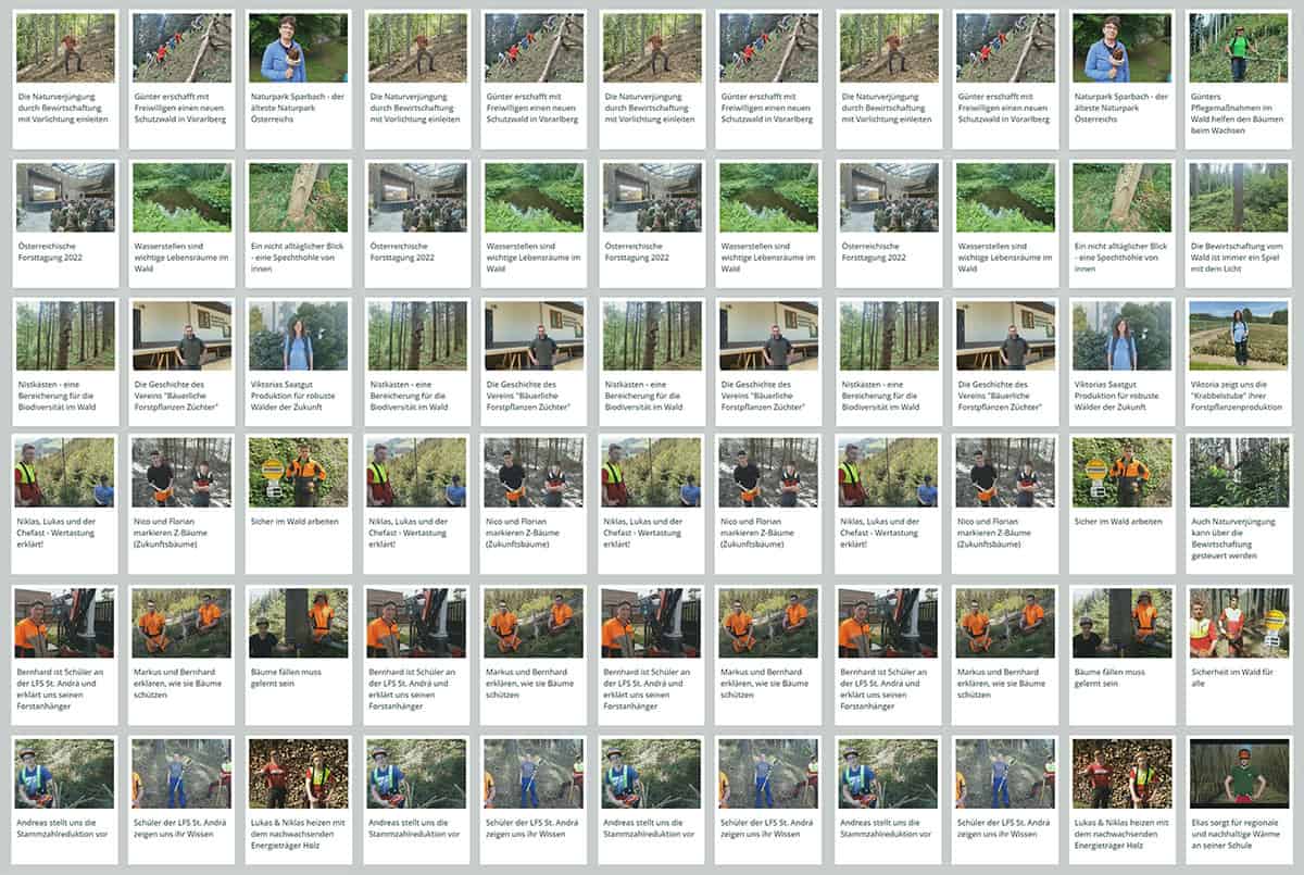 waldgeschichten-170-videos-aus-dem-wald-video-online