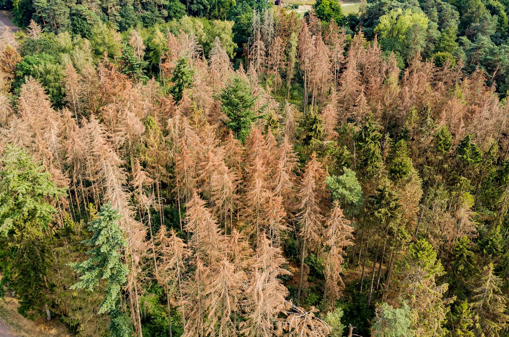 waldgeschichten-baeume-im-trockenstress