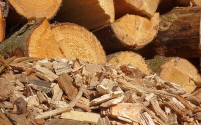 Nachhaltige Forstwirtschaft und Bioenergie helfen bei Klimazielen