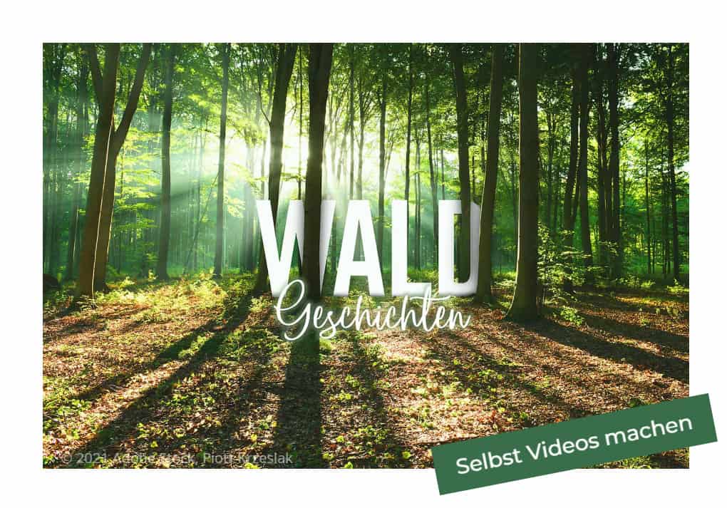 waldgeschichten-wald-videos-online-170