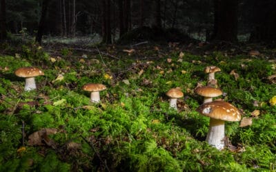 waldgeschichten-pilze-im-wald-sammeln-steinpilze-im-wald