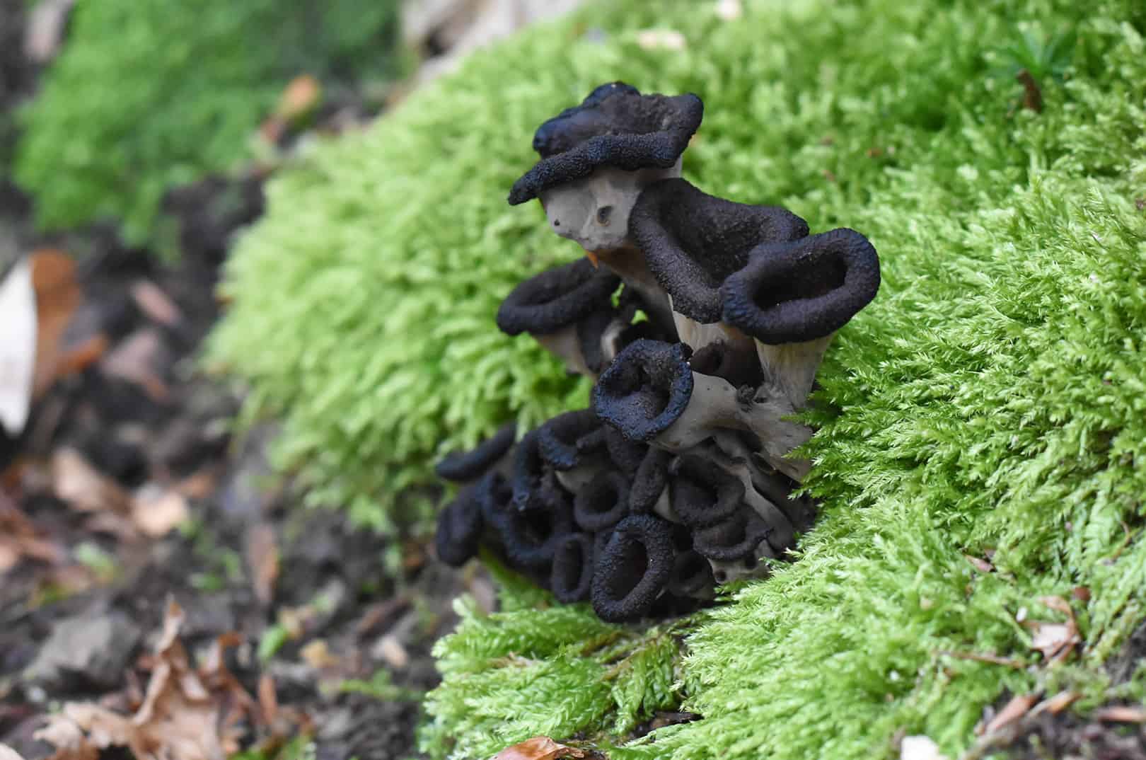 Nur die Pilze ermöglichen unsere Welt - Waldgeschichten