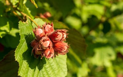 Heimische Nüsse sammeln im Wald