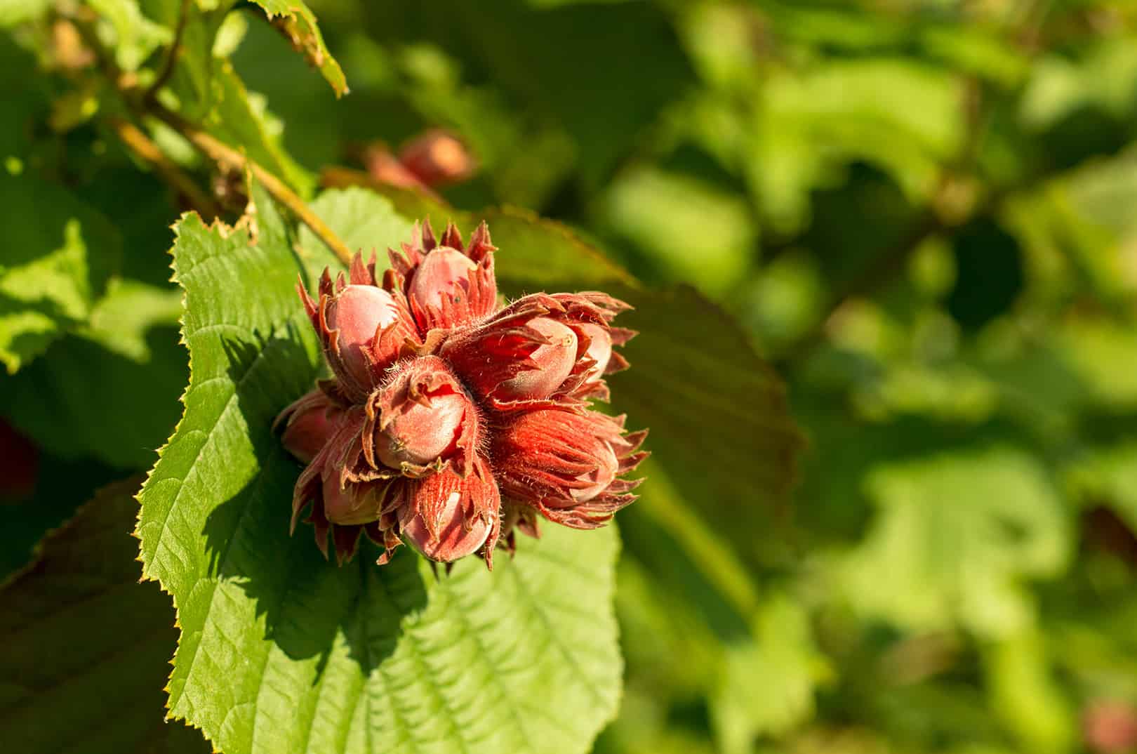 waldgeschichten-nuesse-sammeln-im-wald-haselnuesse