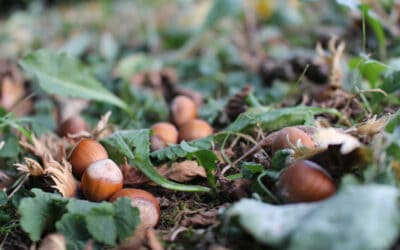 waldgeschichten-nuesse-im-wald-sammeln-haselnuesse-am-waldboden