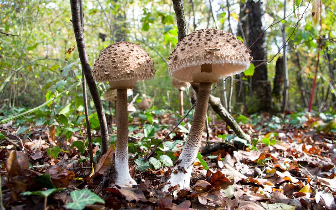 Pilze sammeln in Österreichs Wäldern