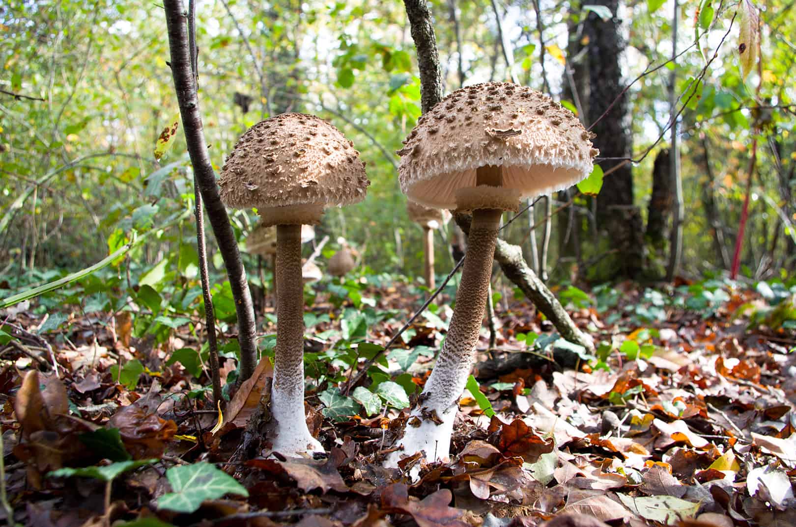 waldgeschichten-sicheres-pilzesammeln-pilze-im-wald-sammeln-parasol